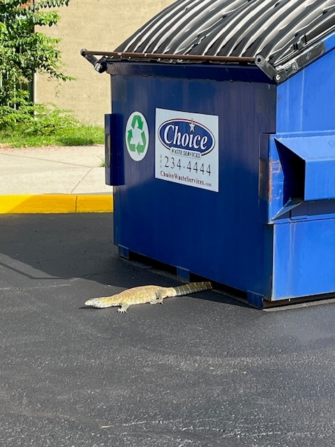 a monitor lizard crawling from beneath a dumpster